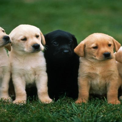 Puppy Food