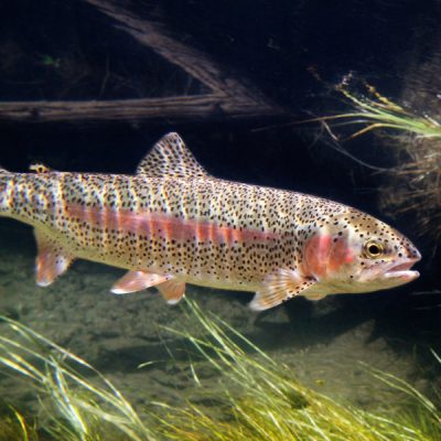 Trout