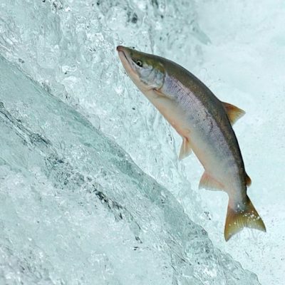 Salmon