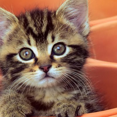 Kitten