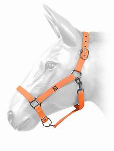 Whitaker Neon Orange Headcollars cob