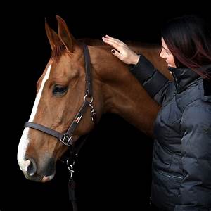 EQUILIBRIUM STELLAR HEADCOLLAR Brown medium